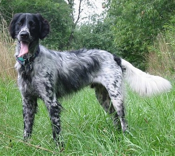 大型明斯特兰德犬怎么选，先把握好这些要点
