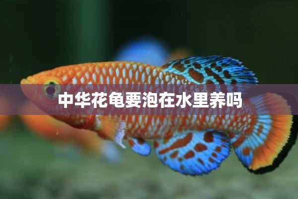 中华花龟要泡在水里养吗