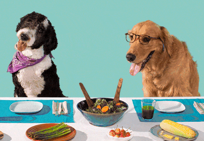 每日一问，狗狗可以吃寿司吗？