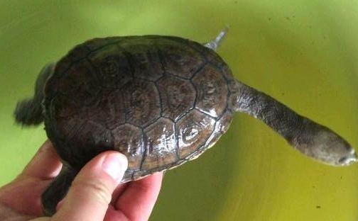 长颈龟认识主人吗？来瞧瞧
