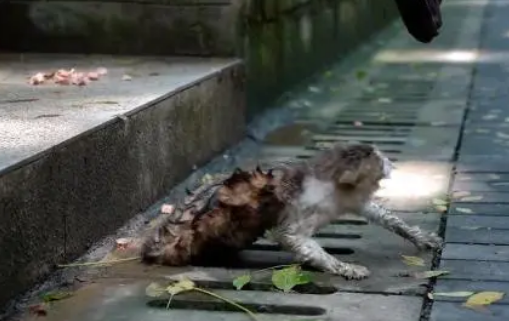 面对救助，饱受伤害的猫咪满是惶恐