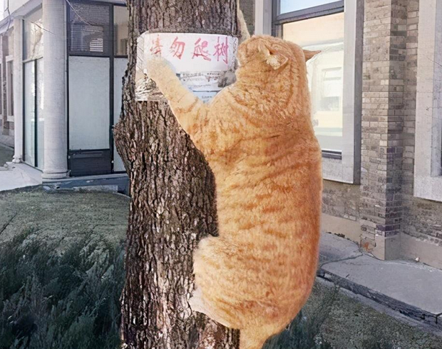 橘猫在树上瑟瑟发抖，瞧一眼树下明白：这都干不过吗