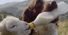 看到动物之间互帮互助的瞬间，被震撼到了！ 