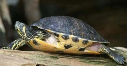 黄腹滑龟是水龟还是陆龟？来这里找答案