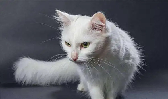 土耳其安哥拉猫掉毛？要适度洗澡啊！