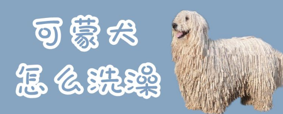 可蒙犬不爱洗澡怎么办？可能是你的方法不对哦~
