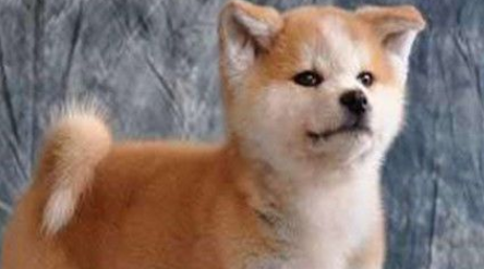 秋田犬和柴犬的区别哪个好？大家一定很纠结吧。