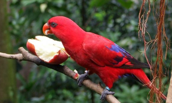红色吸蜜鹦鹉怎么饲养？喜欢吃什么？