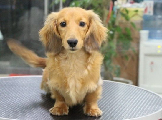 世界最小狗品种是什么 世界最小狗排名1