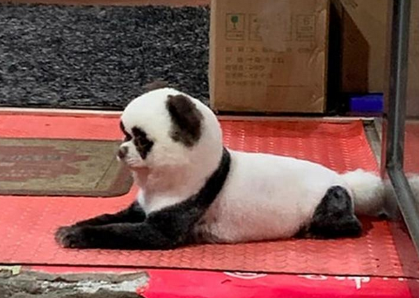 远远看见一只大熊猫趴在地上，凑近一看语塞了：太过分了