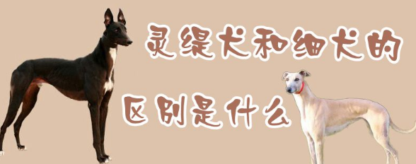 灵缇犬和细犬难以分辨？我来教会你方法！