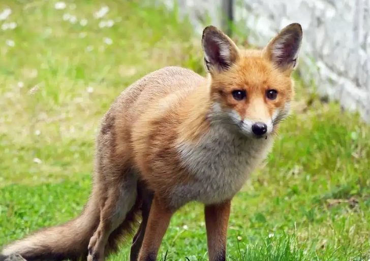 每日一问：狐狸是杂食动物吗？