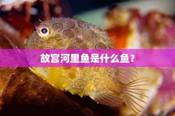 故宫河里鱼是什么鱼？