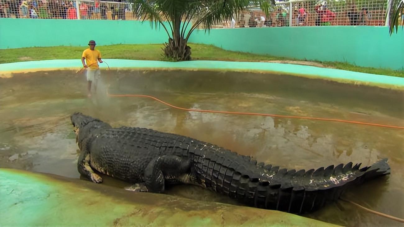 缅甸蟒能绞杀短吻鳄，那最大的蛇能否杀死最大的鳄鱼湾鳄？
