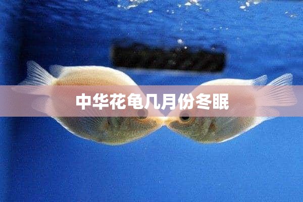 中华花龟几月份冬眠