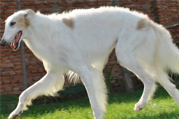 挑选苏俄猎狼犬，按照这样的标准，买到就是赚到！