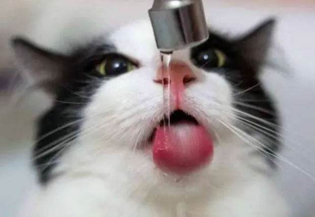 猫咪换粮就拉肚子是怎么回事？其实完全能避免