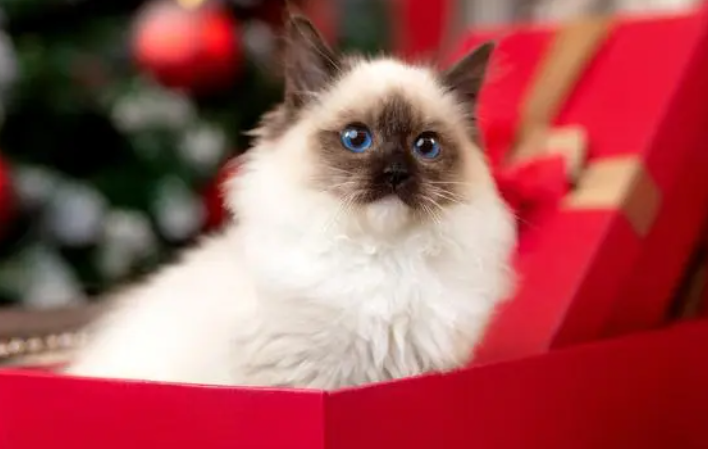 猫咪每天应该吃多少猫粮，来看看吧