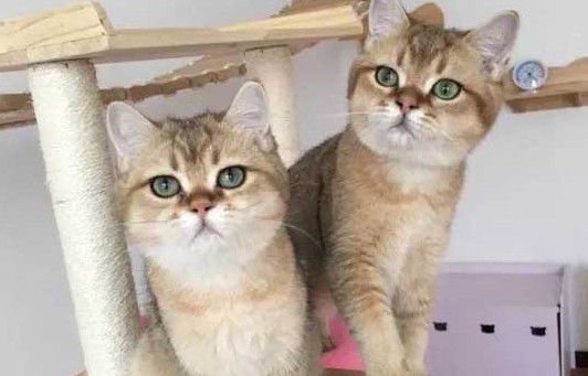 大家都是怎么判断幼猫被猫妈妈遗弃的呢