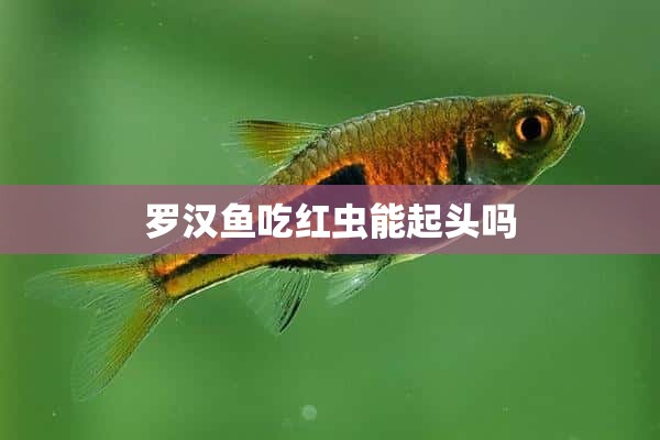 罗汉鱼吃红虫能起头吗