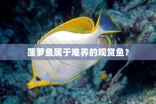 菠萝鱼属于难养的观赏鱼？