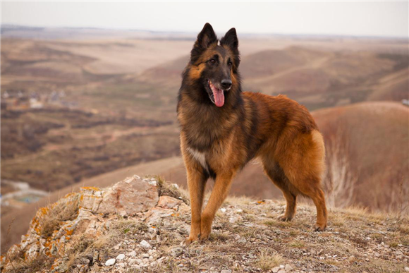 如何挑选比利时特伏丹犬？内行人一般都会看这几点