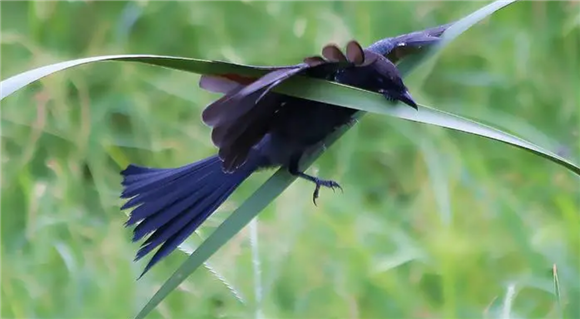 黑卷尾鸟怎样分辨雌雄？方法这就告诉你