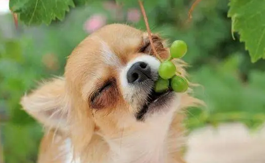 你们说，狗吃了三颗葡萄有事吗？