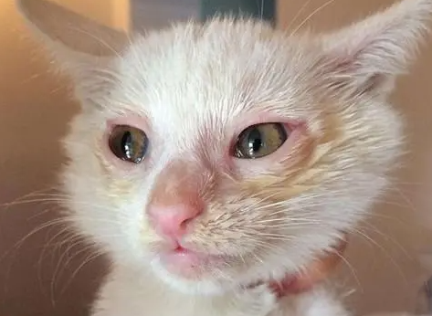 猫疱疹病毒打干扰素一年治愈