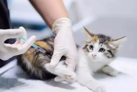 小猫打干扰素的副作用？干扰素是治什么的