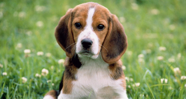 米格鲁猎兔犬聪明吗？想知道就来了解一下吧