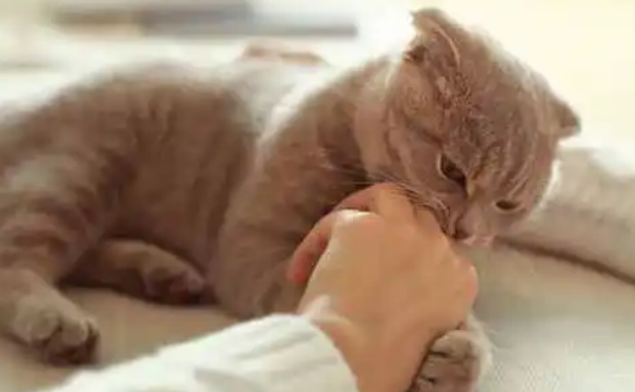 猫喜欢扑人原因，一般是这两种！