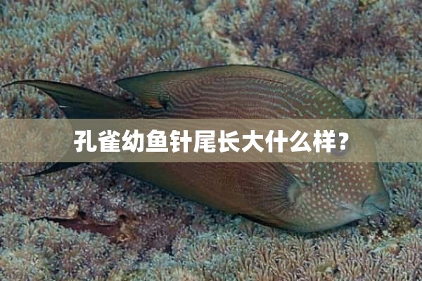 孔雀幼鱼针尾长大什么样？