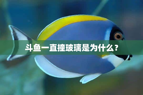 斗鱼一直撞玻璃是为什么？