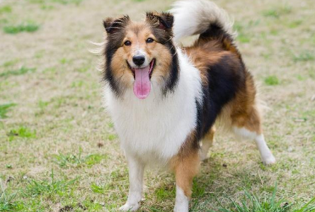 如何给柯利犬驱虫？这些方法不允许你还不知道！