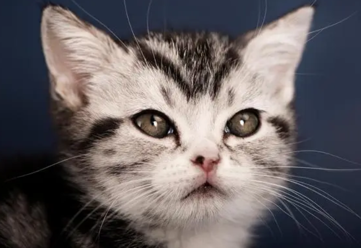 教你如何给猫咪选择猫粮，快来看看吧