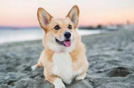 七个月的柯基为啥嚎叫？过来看看吧