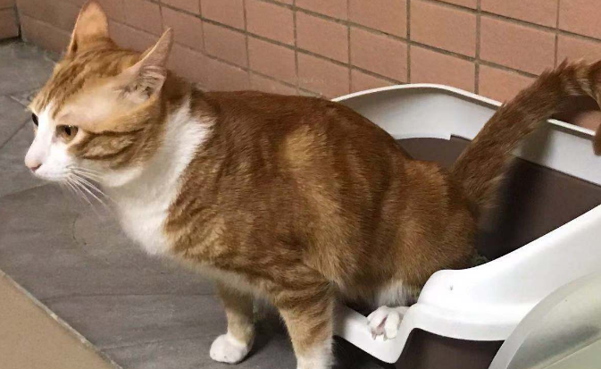 猫尿完不埋是怎么回事？一般是这两种原因