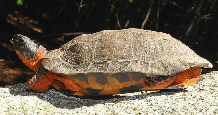 你还不知道木雕水龟能不能冬眠吗？