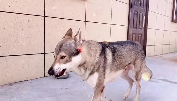 捷克狼犬的最佳训练时间，快来了解一下