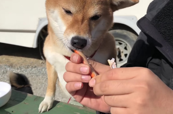 狗狗可以吃大闸蟹的肉吗