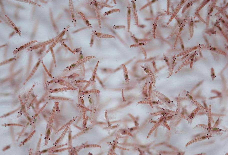南极磷虾凭什么成了世界上生物量最大的野生动物？