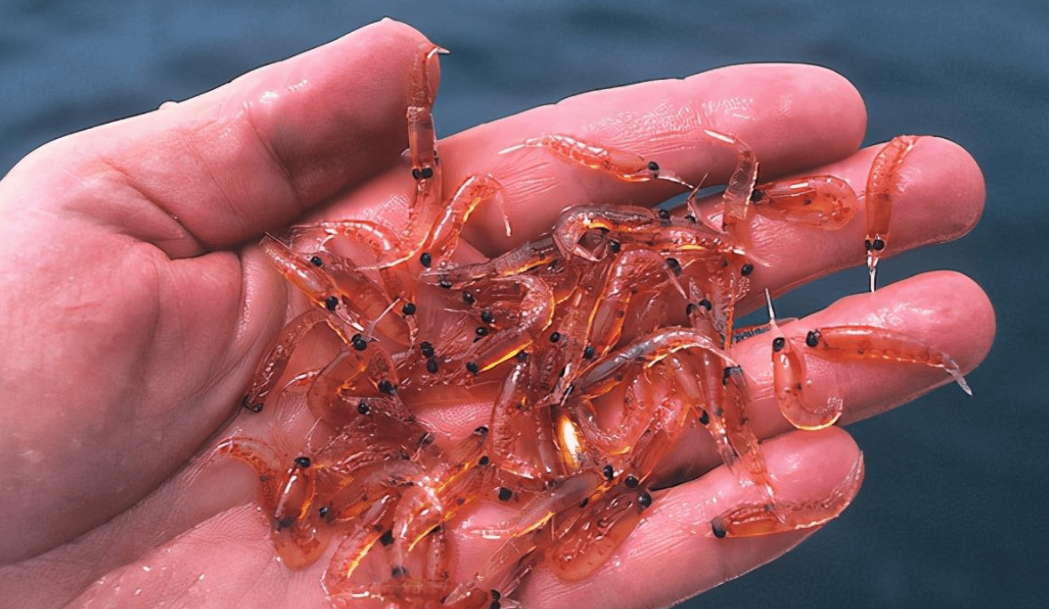南极磷虾凭什么成了世界上生物量最大的野生动物？
