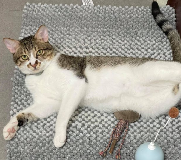 奴才出去玩托室友照顾猫四天，猫咪见她回家竟直接哭出眼泪！