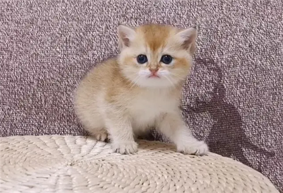 金渐层猫斑纹会消失吗？让本文告诉你答案