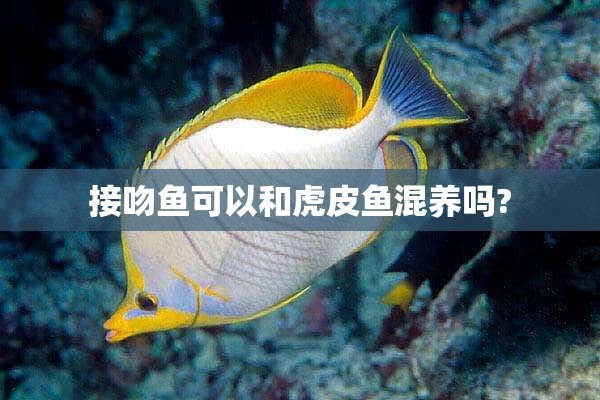 接吻鱼可以和虎皮鱼混养吗?