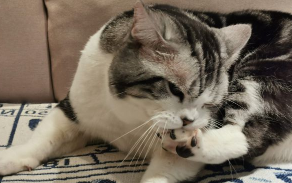 猫嗓子哑了怎么办？这里有办法！
