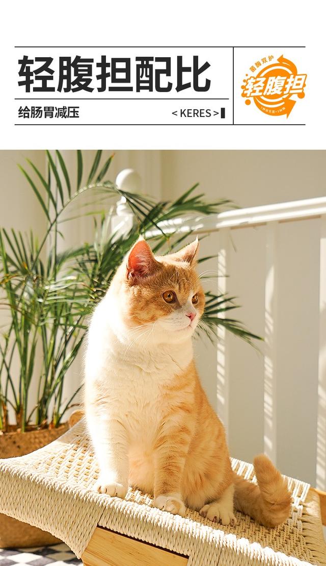 凯锐思推出新品“大橘袋”，为橘猫轻“腹”担