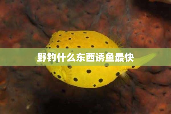 野钓什么东西诱鱼最快