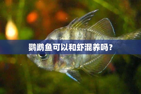 鹦鹉鱼可以和虾混养吗？